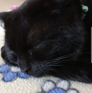 Meet your Posher, Lia